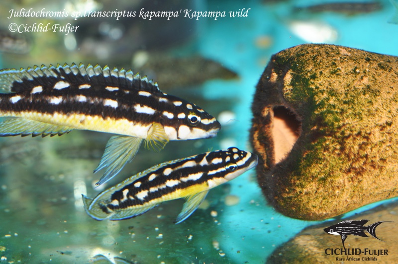 Julidochromis sp. 'ornatus kapampa' Kapampa